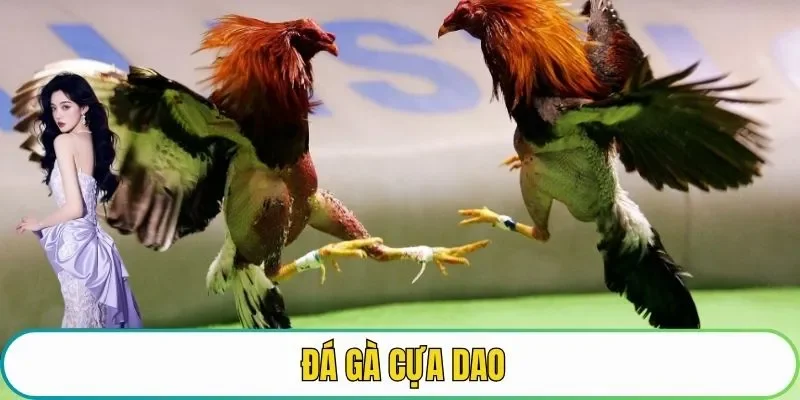 đá gà cựa dao