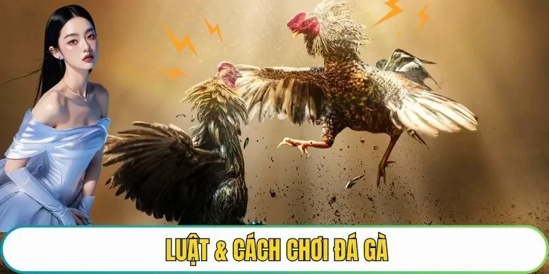 Luật và cách chơi đá gà