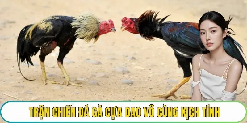 Trận chiến đá gà cựa dao vô cùng kịch tính